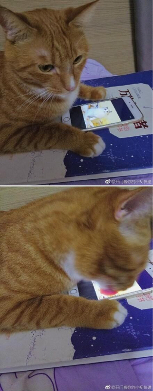 ��˵����