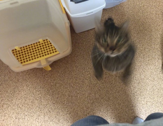 ��˵����