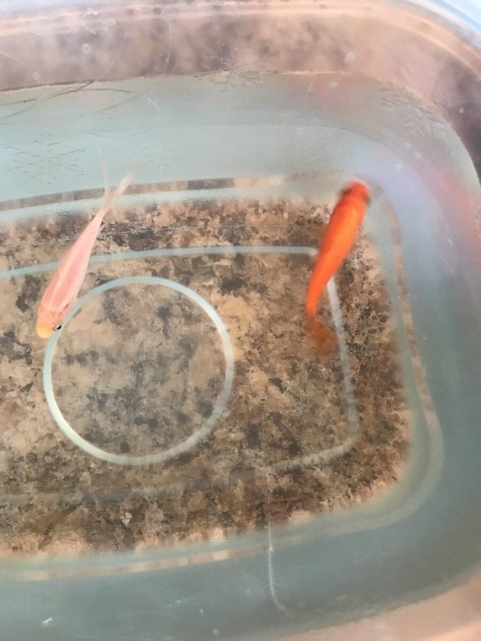 ��˵����