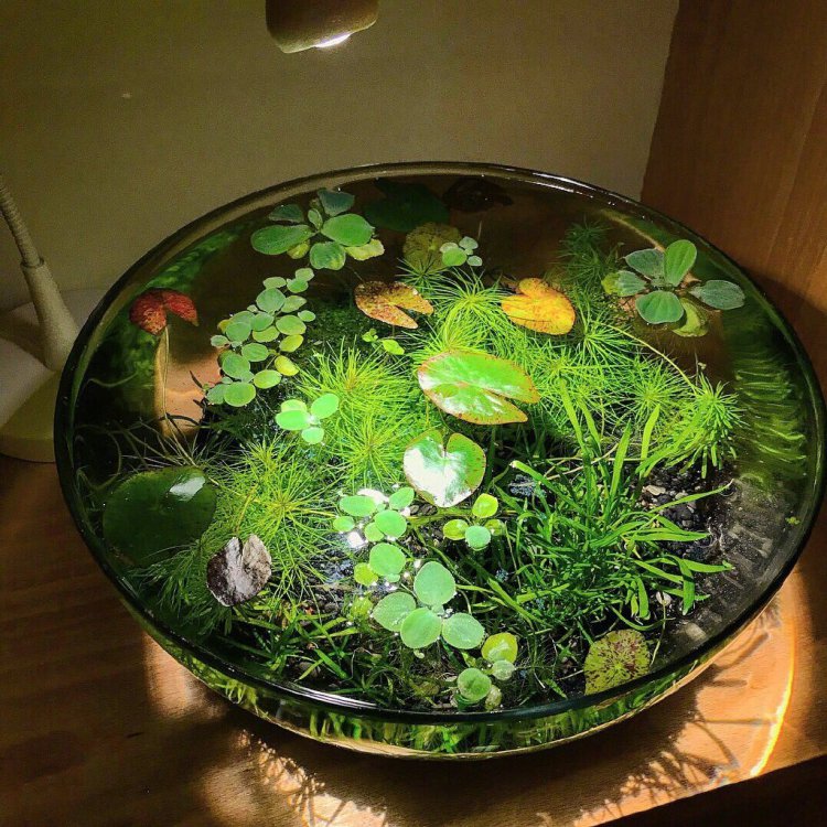 ��˵����