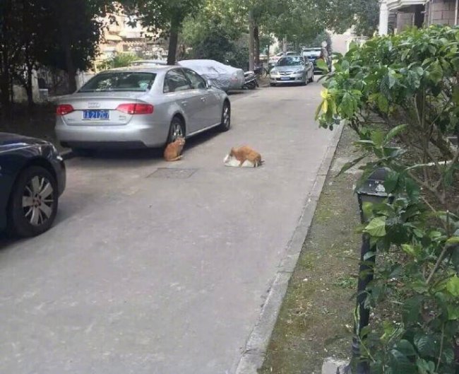 ��˵����