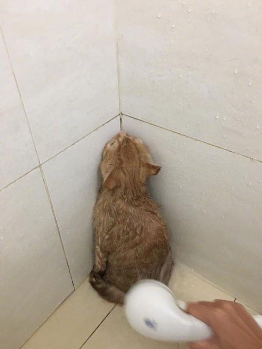 ��˵����