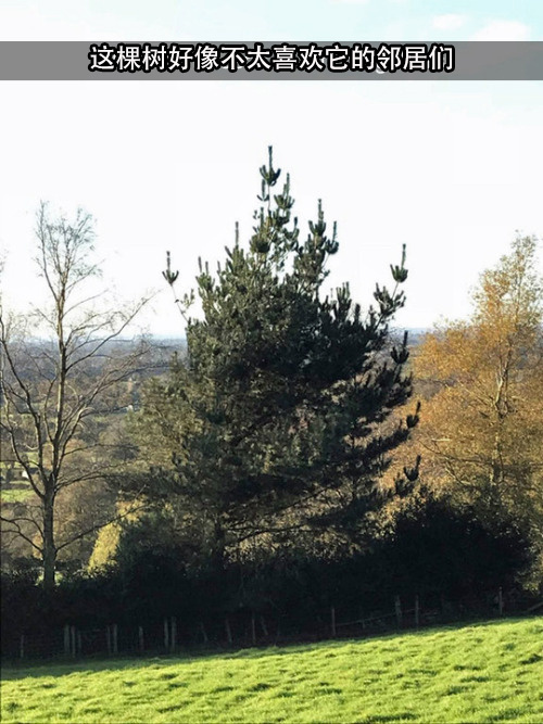 ��˵����