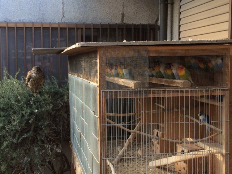 ��˵����