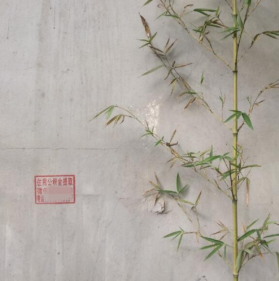 ��˵����