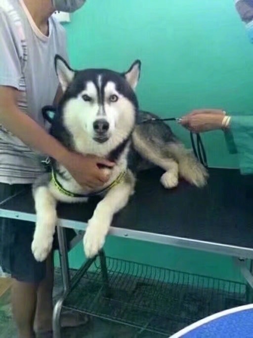 ��˵����