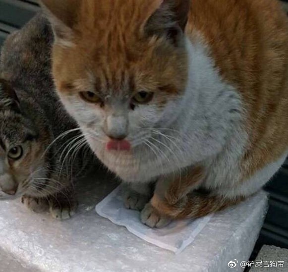 ��˵����