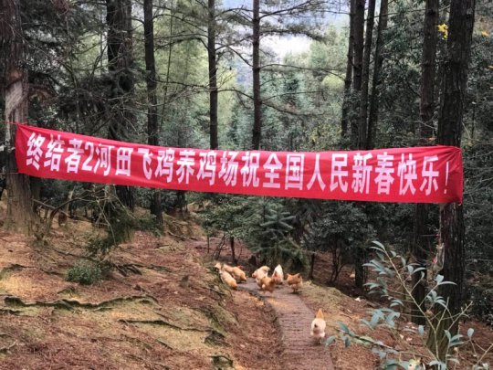 河田飞鸡养鸡场将在春节后开售
