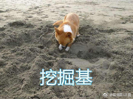 基基复基基 融入你们家庭的柯基是什么基