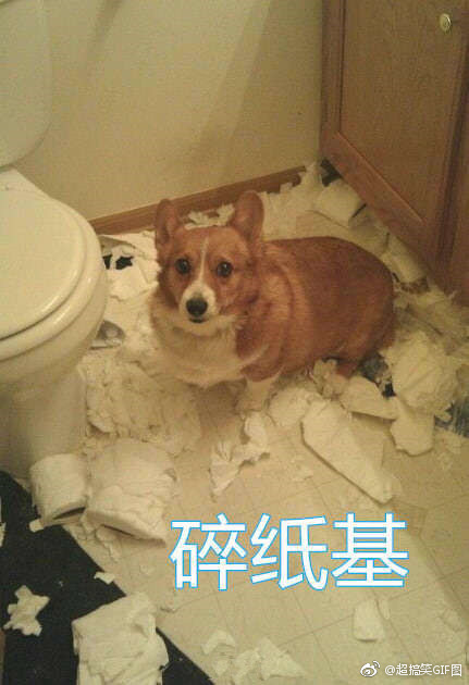 基基复基基 融入你们家庭的柯基是什么基