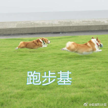 基基复基基 融入你们家庭的柯基是什么基