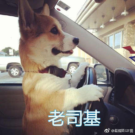 基基复基基 融入你们家庭的柯基是什么基