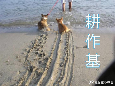 基基复基基 融入你们家庭的柯基是什么基