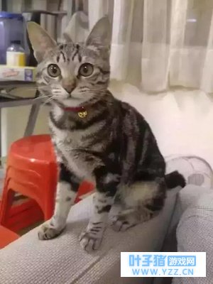 ����Ҫè��Цһ�º����գ�è���޸����棬��