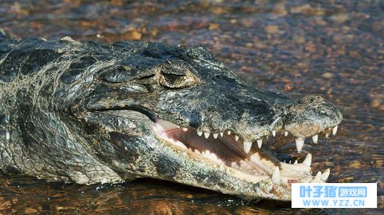 �����½�ش�������Σ��ܹ���ʨ���ϻ���