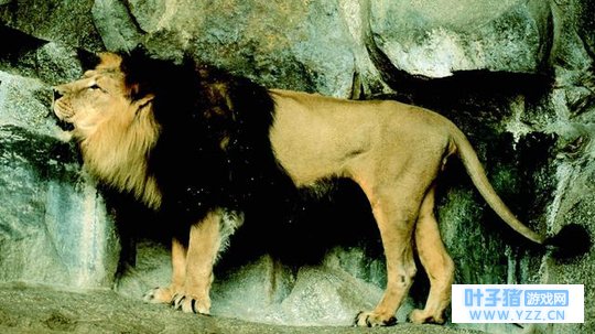 �ڷ���û���ϻ����Ǳ��Ͱ���ʨ�Ϳ���ʨ����