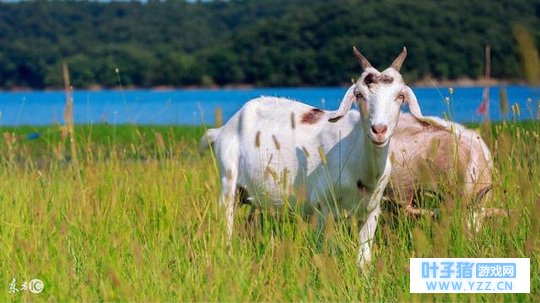 79年“羊朋友”后半生命数,准到你尖叫,看