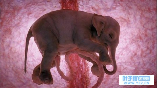 大象、狮子、小马在妈妈子宫里就已成型,X