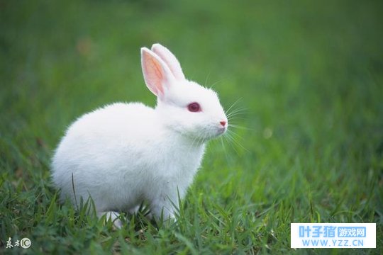 ��ɮԤ�⣺1963�꣨55�꣩�����ѵĺ����̫