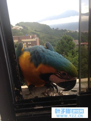 如果有一天一睁眼,毛孩子带着肉来到窗前看