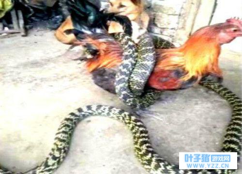 ֻ�����ܵ����ˣ��Ż�������Ƹ�һֻ��