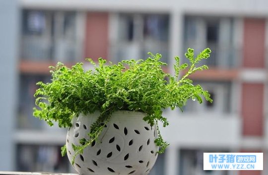 盆栽花卉、绿植能带给我们什么,你不想看看