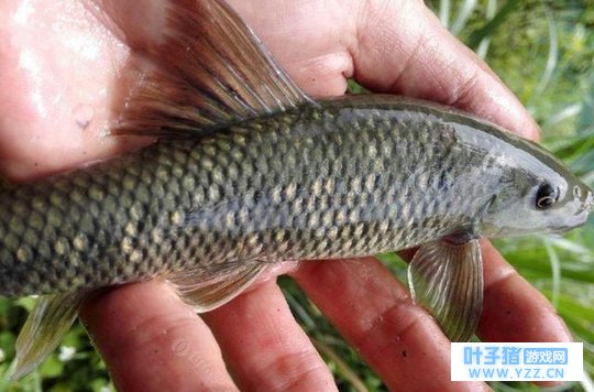 资深钓友渔获八十条高山溪鱼,煎炸后肥美鲜