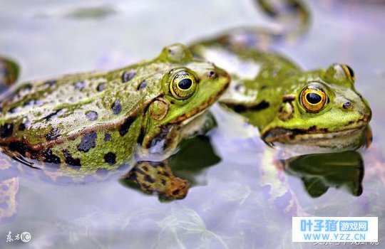 没有旅行青蛙,咱聊聊青蛙养殖