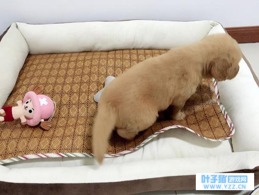 戴眼镜的凯撒:你们养旅行青蛙,我养了一条