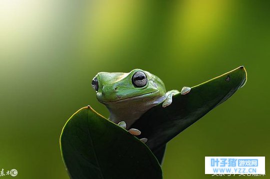 世界好大,世事亦艰难,养只“青蛙”缓个劲