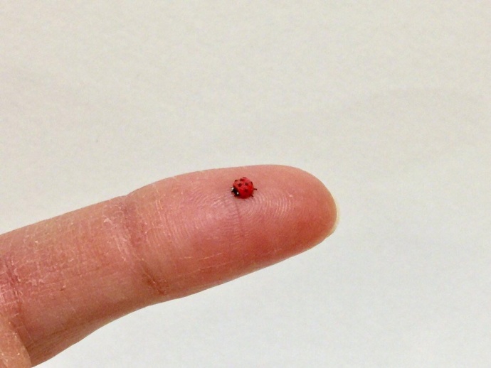 ��˵����