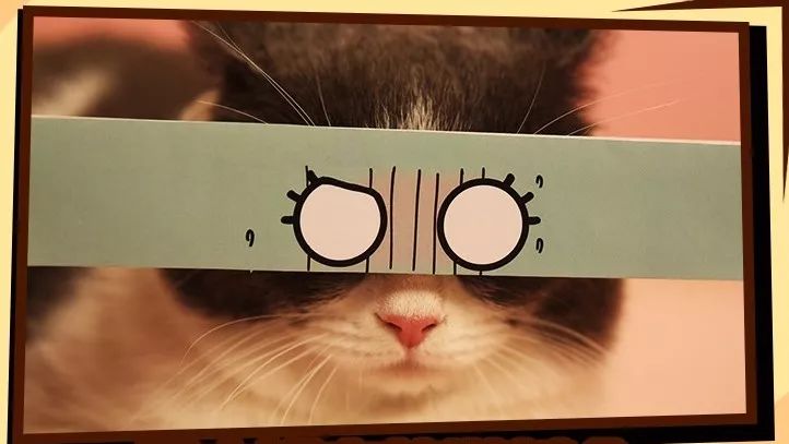 4.12猫岛列车即将出发丨花式吸猫大赛:一起