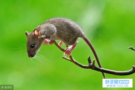 生肖鼠:明日有“琐事扎心”快来看看怎么回