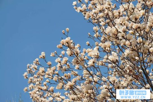 花开好了,你怎么还不出现阿?