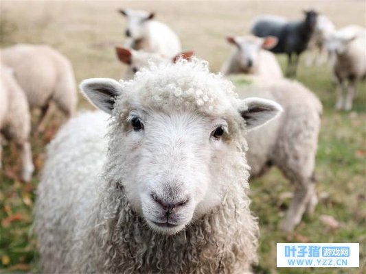 �����⴫���Σ�Ϊ����ϰ�Ṧ�������Ƕ�����