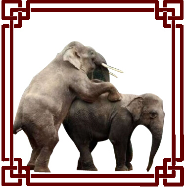 召唤兽技能