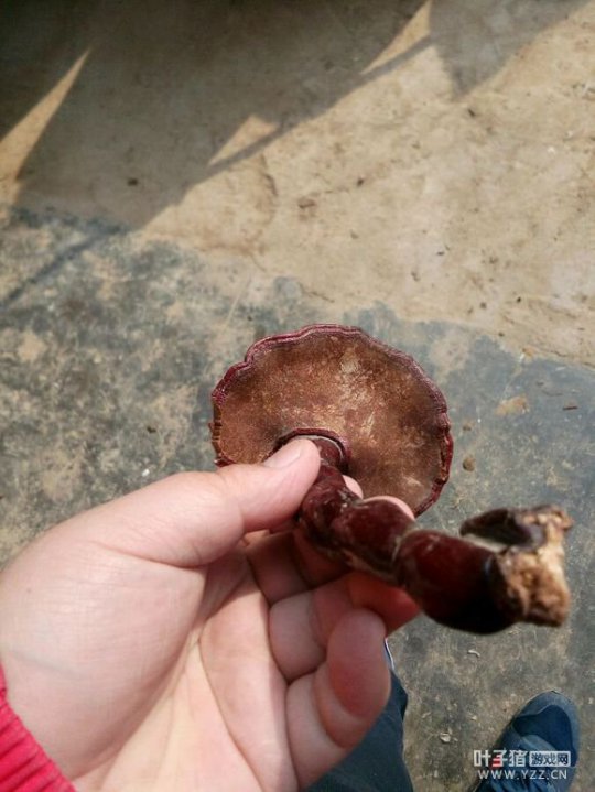 详情
